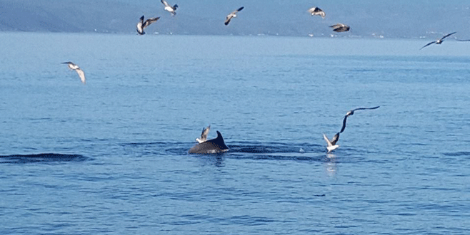 Yunuslar Mudanyalıları bu yıl da unutmadı
