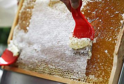 Bir kavanoz narenciye balı 11 bin liradan alıcı buldu