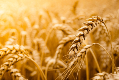 Buğdayda düşüş beklentisi