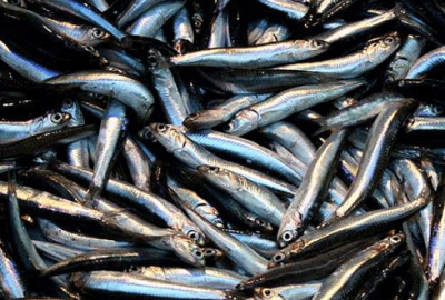 Yasak başladı balık zamlandı