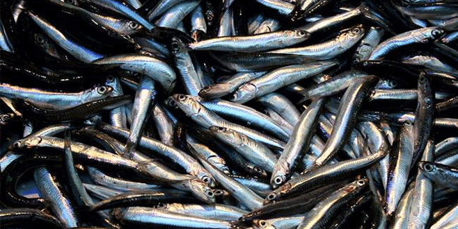 Yasak başladı balık zamlandı