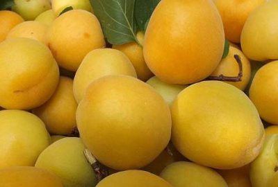 Kilogramı 50 liradan 6 liraya düştü