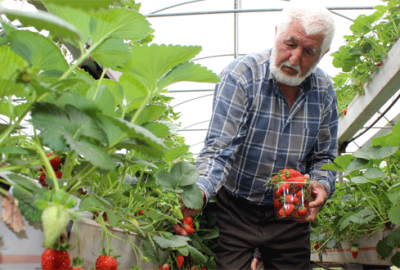 Bursa’da topraksız yetişen çileklere büyük ilgi