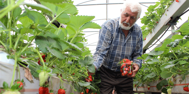 Bursa’da topraksız yetişen çileklere büyük ilgi