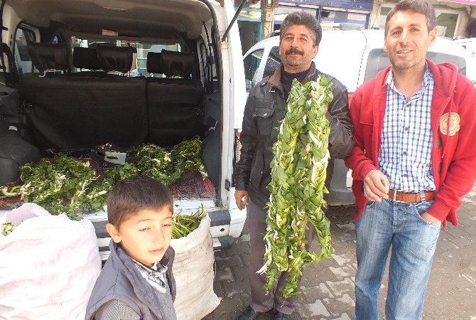 Muş’un Malazgirt ilçesindeki dağlık alanlarda kendiliğinden yetişen şifalı otlar, tezgahlarda