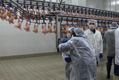 Bursalı Hastavuk’un atağı sürüyor