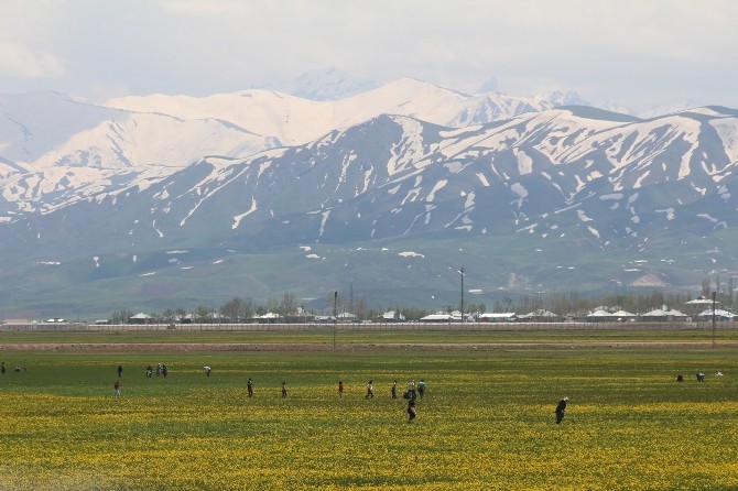 Yüksekova’da Pancar Mesaisi Başladı