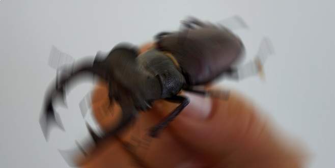 Dünyanın en uzun böceği bulundu