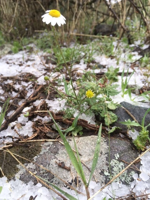 Oltu’ya Dolu Yağdı