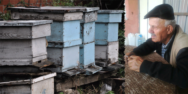 Katil arılar can aldı