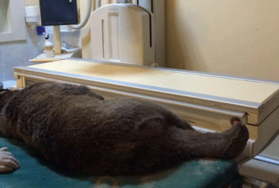 Bursa’da yaralı yavru ayı tedavi altına alındı
