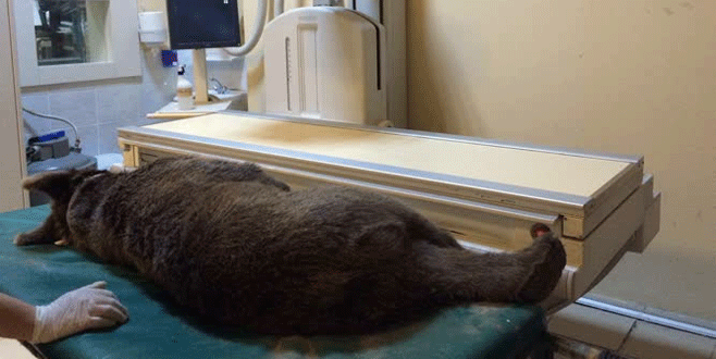 Bursa’da yaralı yavru ayı tedavi altına alındı