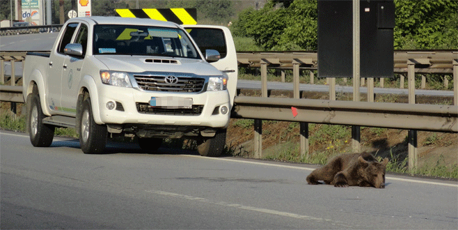 Trafik kazasında yaralanan yavru ayı tedavi altında