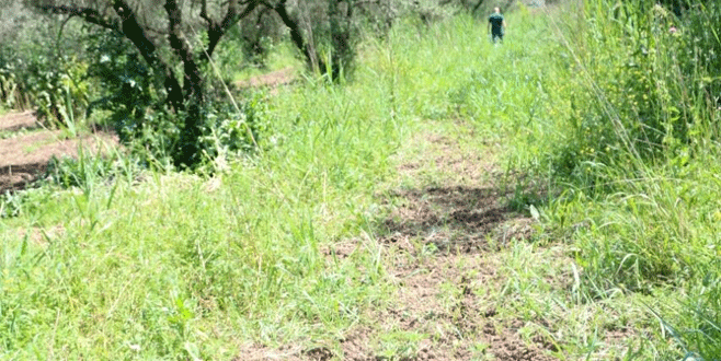 Zeytinlikte kenevir yetiştirdiler