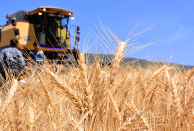 Hasat başladı fiyat bekleniyor