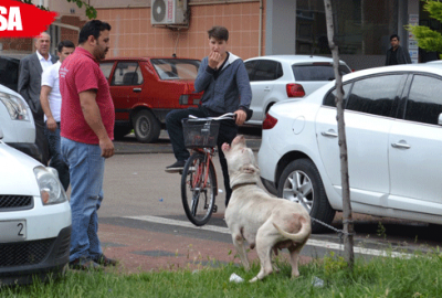 Pitbull cinsi köpek dehşet saçtı