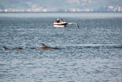 Bursa’da yunuslardan sürpriz ziyaret