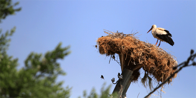Bursa’da festival hazırlıkları başladı