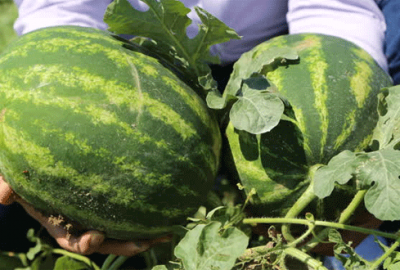 Karpuzun fiyatı tarlada 30 kuruşa düştü