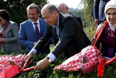 Cumhurbaşkanı Erdoğan Rize’de çay hasadı yaptı
