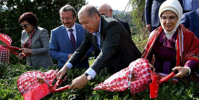 Cumhurbaşkanı Erdoğan Rize’de çay hasadı yaptı