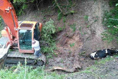 Dereye Düşen İnek Kepçeyle Kurtarıldı