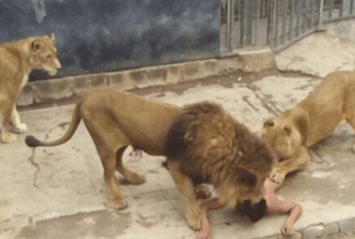 Ölmek istedi aslanların kafesine daldı