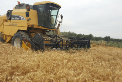 Buğdayda buruk hasat