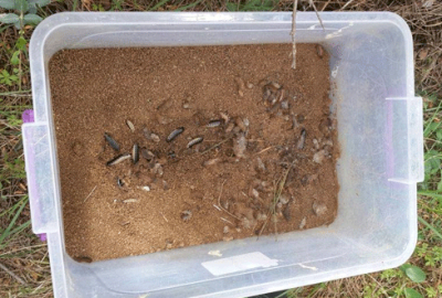 Bursa’da ormanlara yırtıcı böcekler salındı