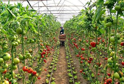 Tahıl, meyve ve sebze üretiminde artış bekleniyor