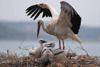 ‘Leylek köyü’nün yeni sakinleri büyüyor