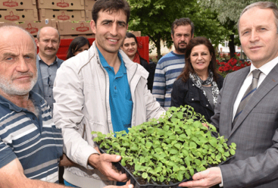 Bursa’da ‘şeker otu’ dönemi