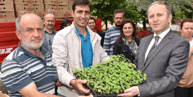 Bursa’da ‘şeker otu’ dönemi Bursa’da ‘şeker otu’ dönemi