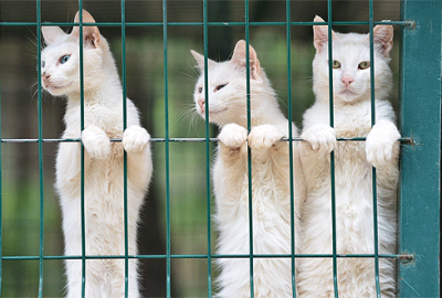 Yıldırım Belediyesi’ndan sahipsiz hayvanlara sıcak yuva