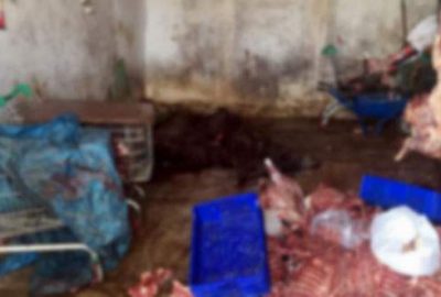 5 ton kaçak domuz eti ele geçirildi!