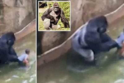 Hayvanat bahçesinde can pazarı