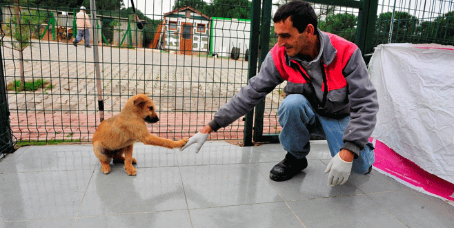 Yıldırım’da hayvanlar sahiplendiriliyor