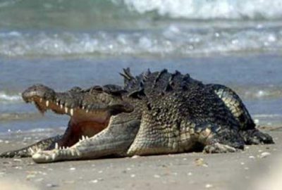 Denizde yüzerken timsah saldırdı