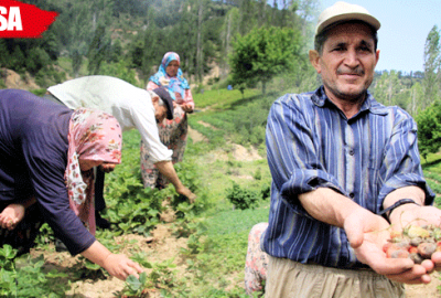 Dağ çileğini Mayıs yağmuru vurdu