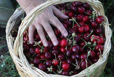 Çinliler Türk kirazını bu yaz tadacak