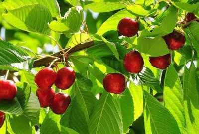 Kiraz üreticisi Çin pazarından umutlu