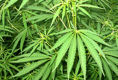 Evinin balkonunda Hint keneviri yetiştirirken yakalandı