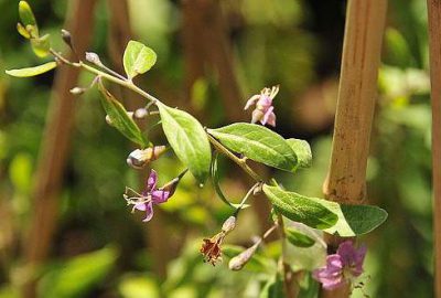 ‘Mutluluk meyvesi’ Van’da üretilecek