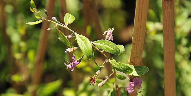‘Mutluluk meyvesi’ Van’da üretilecek