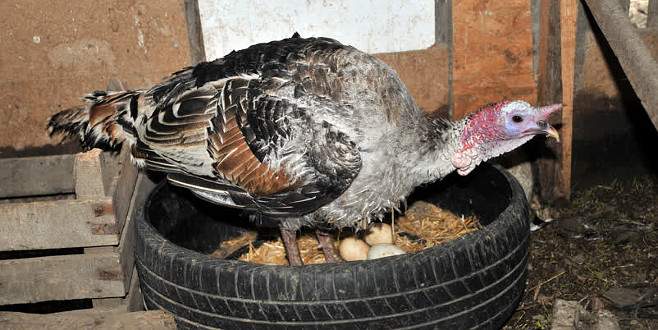 Bursa’da erkek hindi kuluçkaya yattı Bursa’da erkek hindi kuluçkaya yattı