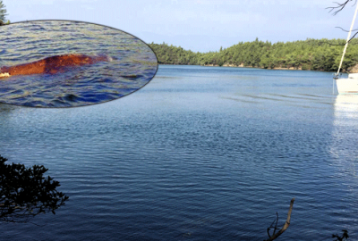 Marmaris’te balina heyecanı