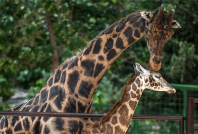 ‘Müzmin bekar Şakir, eşine kavuştu
