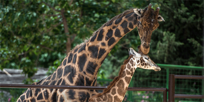 ‘Müzmin bekar Şakir, eşine kavuştu
