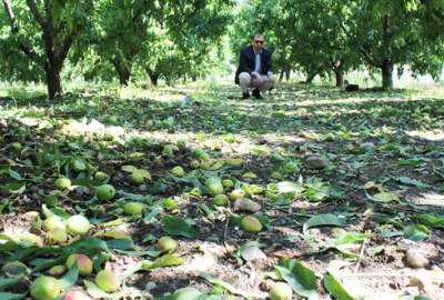 Ceviz büyüklüğündeki dolu Bursalı çiftçiyi vurdu