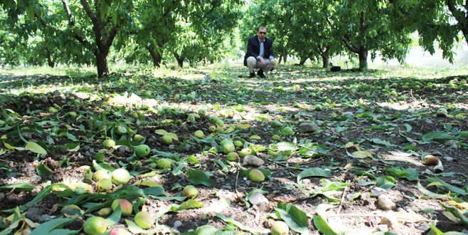 Ceviz büyüklüğündeki dolu Bursalı çiftçiyi vurdu